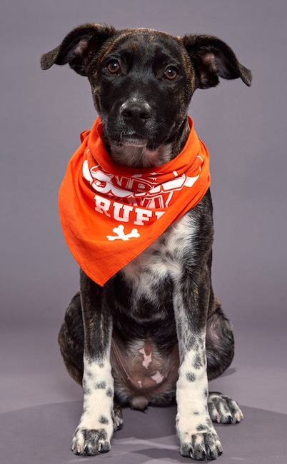 Puppy Bowl XVI